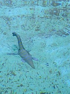 松島で溺れるプレシオザウルス